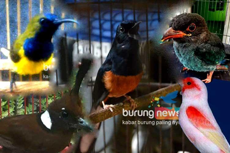 Gacor Alternatif: Tips Terbaik untuk Melatih Burung Agar Suara Makin Merdu