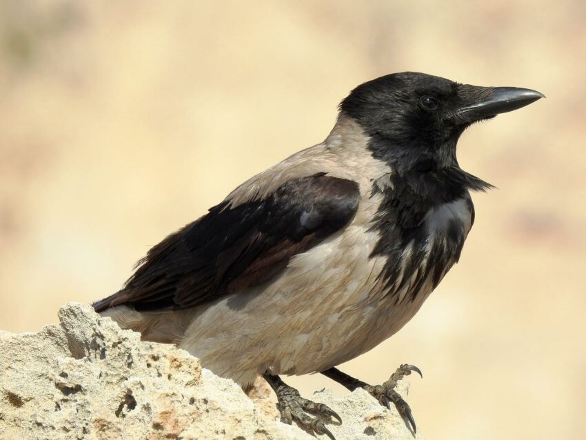 Gacor Alternatif: Tips Terbaik untuk Melatih Burung Agar Suara Makin Merdu